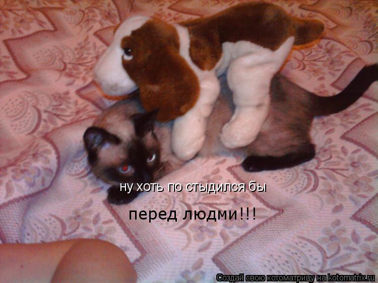 Котоматрица: ну хоть по стыдился бы перед людми!!!