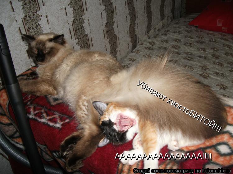 Котоматрица: АААААААААААААААА!!!! Убивают хвостоБИТОЙ!!!