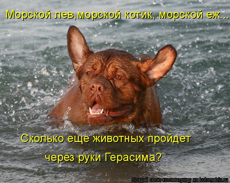 Котоматрица: Морской лев,морской котик, морской еж.... Сколько еще животных пройдет  через руки Герасима?