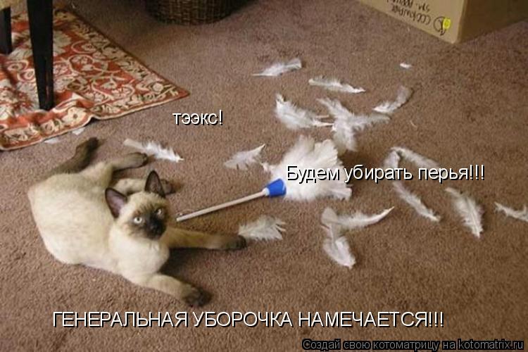 Котоматрица: тээкс! ГЕНЕРАЛЬНАЯ УБОРОЧКА НАМЕЧАЕТСЯ!!! Будем убирать перья!!!