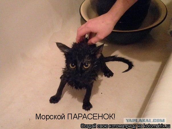 Котоматрица: Морской ПАРАСЕНОК!
