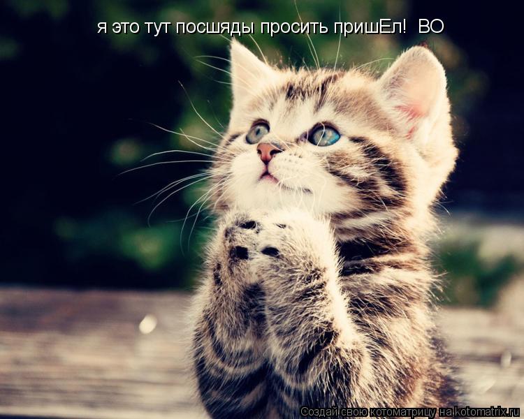 Котоматрица: я это тут посшяды просить пришЕл!  ВО