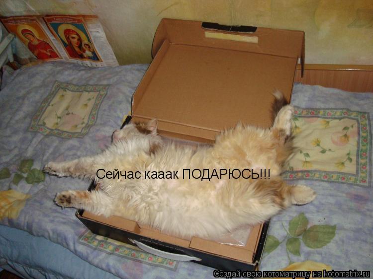 Котоматрица: Сейчас кааак ПОДАРЮСЬ!!!