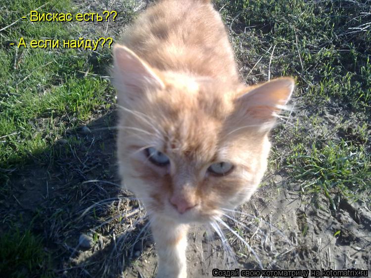 Котоматрица: - Вискас есть??  - А если найду??