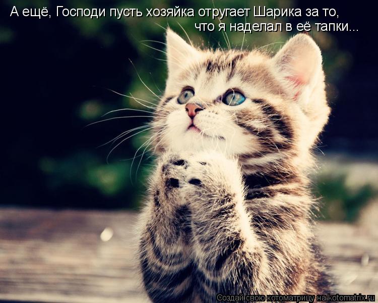 Котоматрица: А ещё, Господи пусть хозяйка отругает Шарика за то, что я наделал в её тапки...