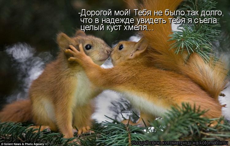 Котоматрица: -Дорогой мой! Тебя не было так долго,  что в надежде увидеть тебя я съела  целый куст хмеля...