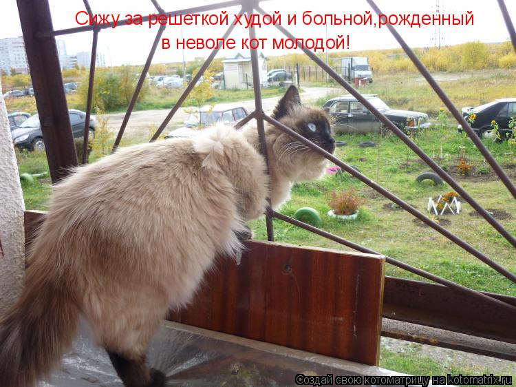 Котоматрица: Сижу за решеткой худой и больной Сижу за решеткой худой и больной,рожденный в неволе кот молодой!