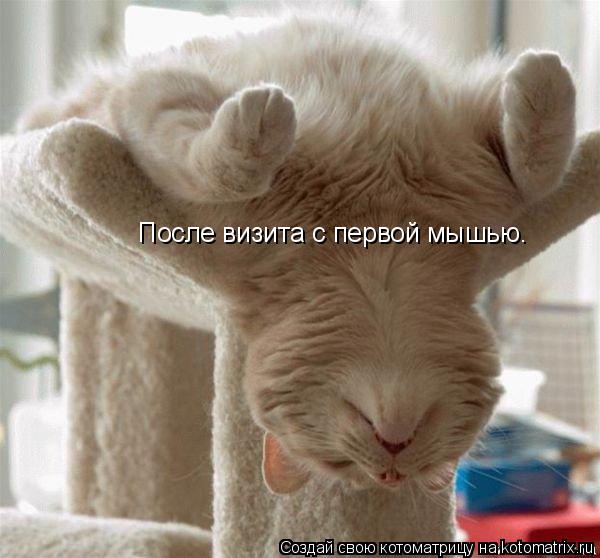 Котоматрица: После визита с первой мышью.