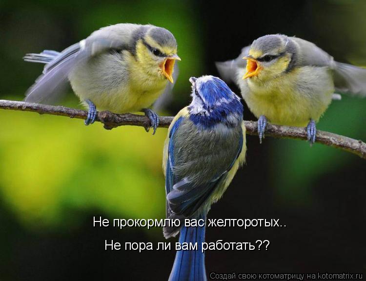 Котоматрица: Не прокормлю вас желторотых.. Не пора ли вам работать??