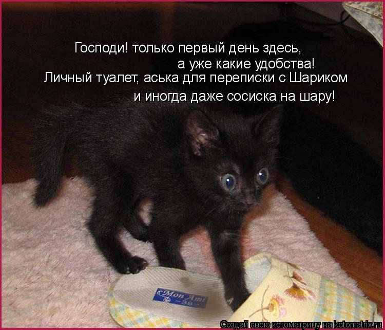 Котоматрица: Господи! только первый день здесь, а уже какие удобства! Личный туалет, аська для переписки с Шариком и иногда даже сосиска на шару!