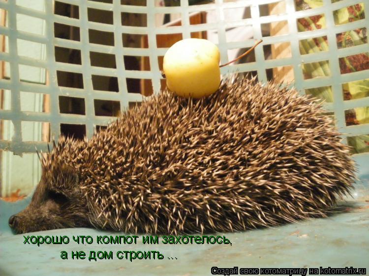 Котоматрица: хорошо что компот им захотелось, а не дом строить ...