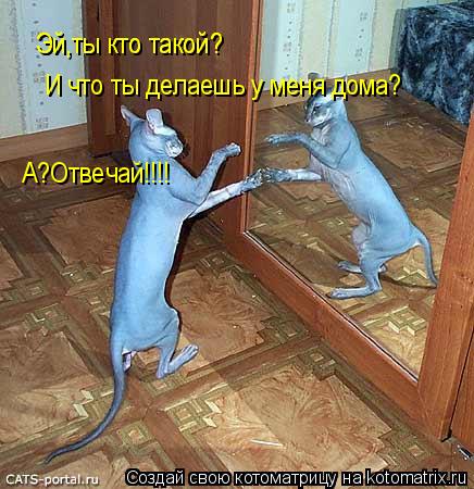 Котоматрица: Эй,ты кто такой? Эй,ты кто такой? И что ты делаешь у меня дома? А?Отвечай!!!!