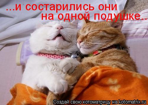 Котоматрица: ...и состарились они на одной подушке...