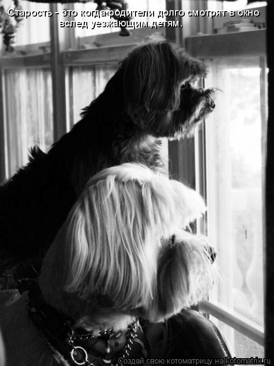 Котоматрица: Старость - это когда родители долго смотрят в окно вслед уезжающим детям.