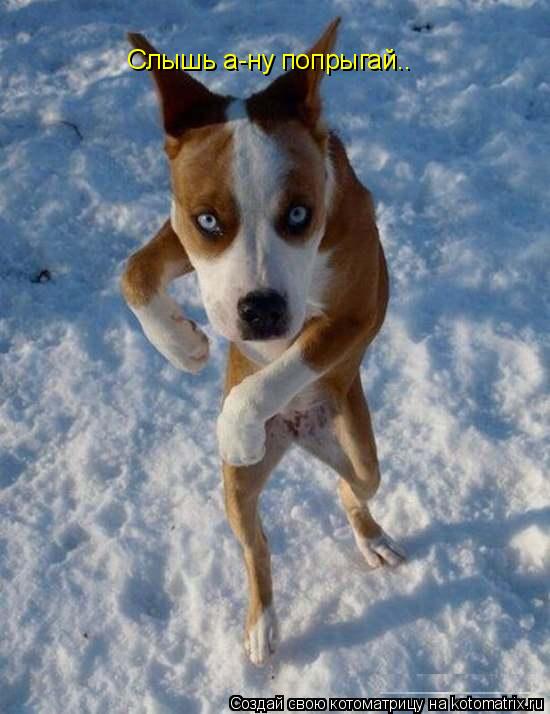 Котоматрица: Слышь а-ну попрыгай..