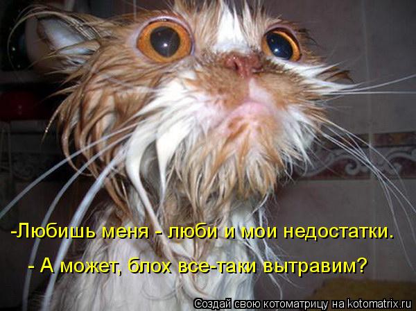 Котоматрица: -Любишь меня - люби и мои недостатки. - А может, блох все-таки вытравим?