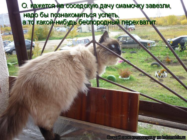 Котоматрица: О. кажется на соседскую дачу сиамочку завезли, надо бы познакомиться успеть,  а то какой-нибудь беспородный перехватит.