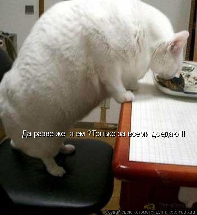 Котоматрица: Да разве же  я ем ?Только за всеми доедаю!!!