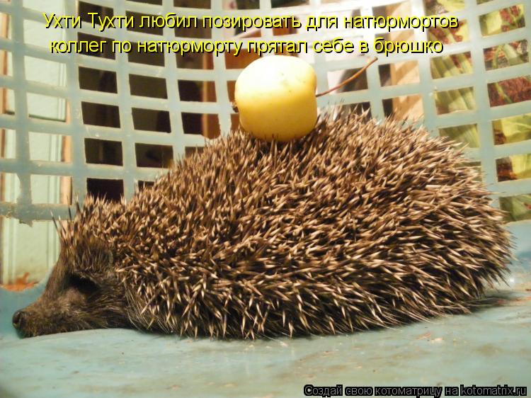 Котоматрица: Ухти Тухти любил позировать для натюрмортов коллег по натюрморту прятал себе в брюшко