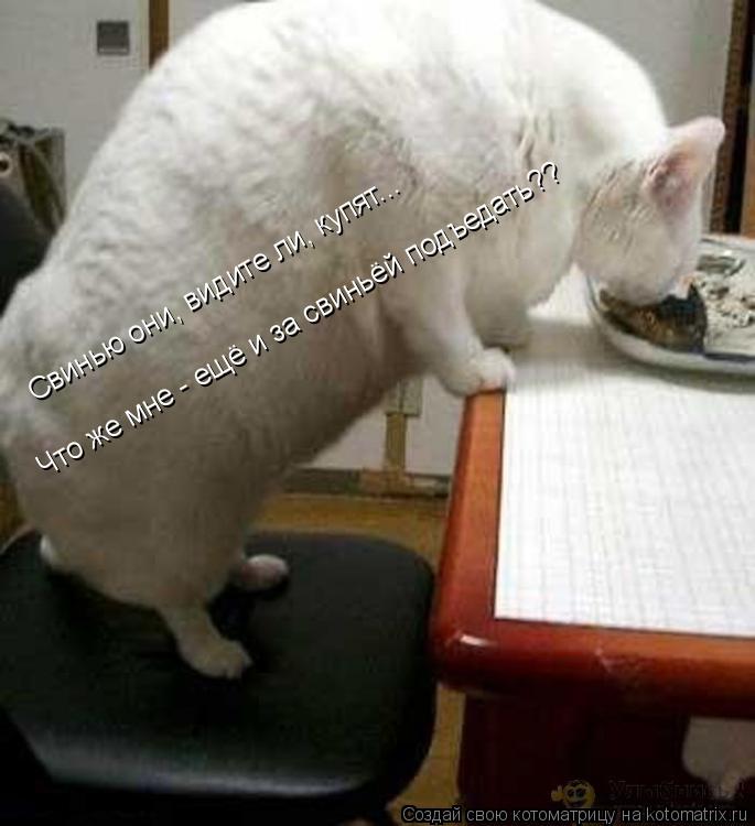 Котоматрица: Свинью они, видите ли, купят... Что же мне - ещё и за свиньёй подъедать??