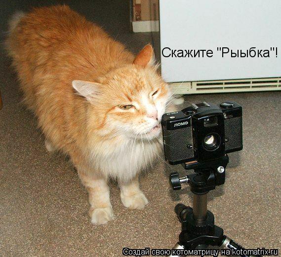 Котоматрица: Скажите "Рыыбка"!