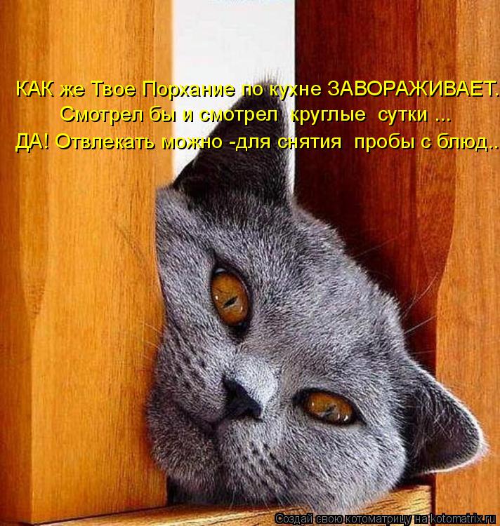 Котоматрица: КАК же Твое Порхание по кухне ЗАВОРАЖИВАЕТ... Смотрел бы и смотрел  круглые  сутки ... ДА! Отвлекать можно -для снятия  пробы с блюд...