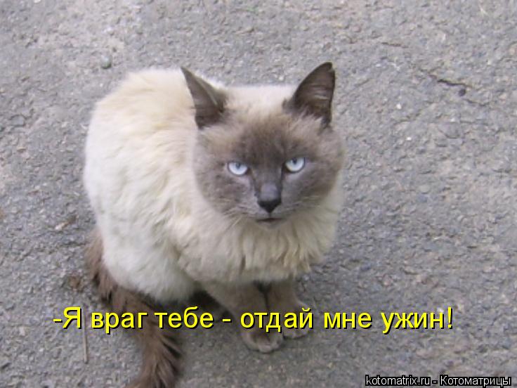 Котоматрица: -Я враг тебе - отдай мне ужин!