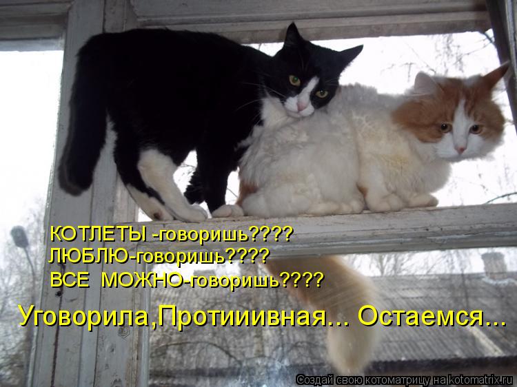 КОТЛЕТЫ -говоришь???? ЛЮБЛЮ-говоришь???? ВСЕ МОЖНО-говоришь???? Уговорила,Протииивная... Остаемся...... Котоматрица: КОТЛЕТЫ -говоришь???? ЛЮБЛЮ-говоришь???? ВСЕ МОЖНО-говоришь???? Уговорила,Протииивная... Остаемся...