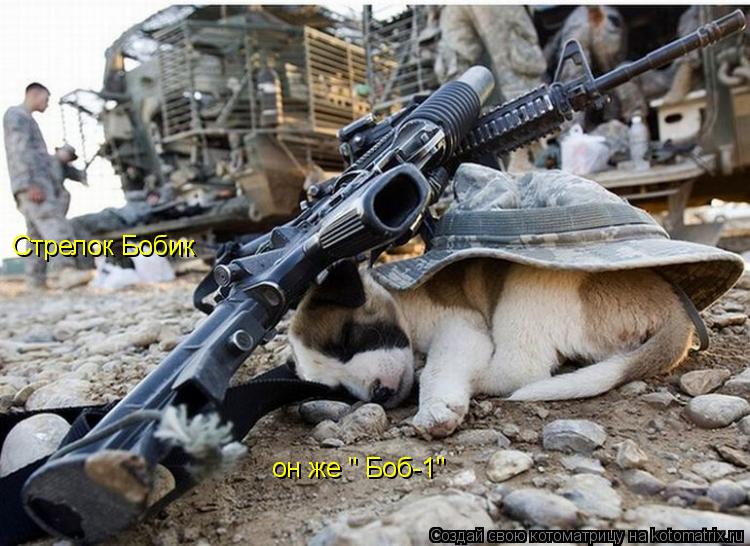 Котоматрица: Стрелок Бобик он же " Боб-1"