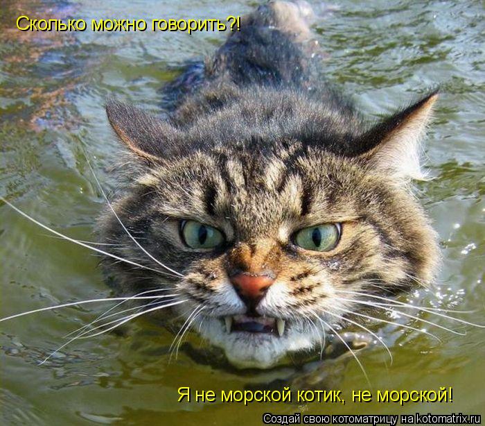 Котоматрица: Сколько можно говорить?!  Я не морской котик, не морской!