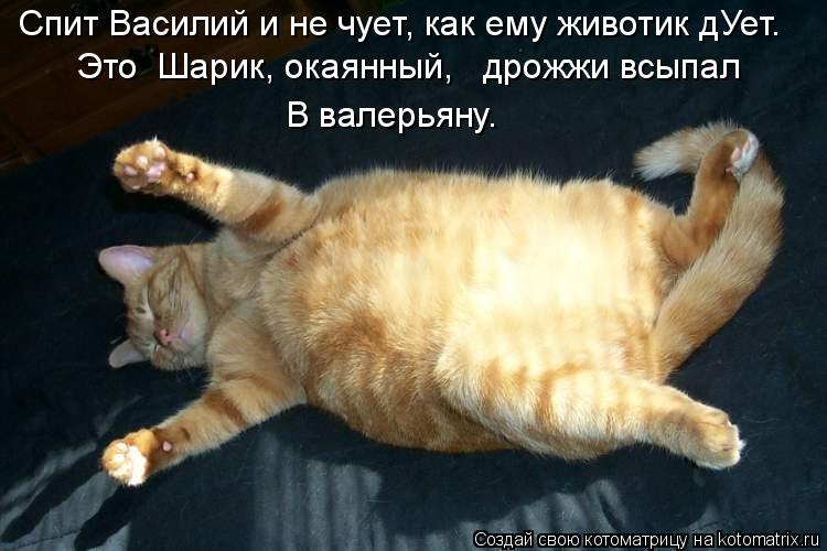 Котоматрица: Спит Василий и не чует, как ему животик дУет. Это  Шарик, окаянный,   дрожжи всыпал В валерьяну.