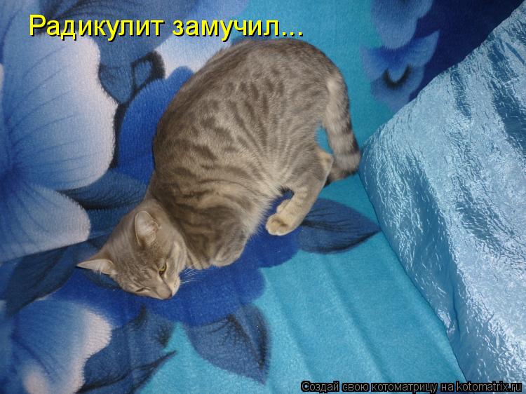 Котоматрица: Радикулит замучил...