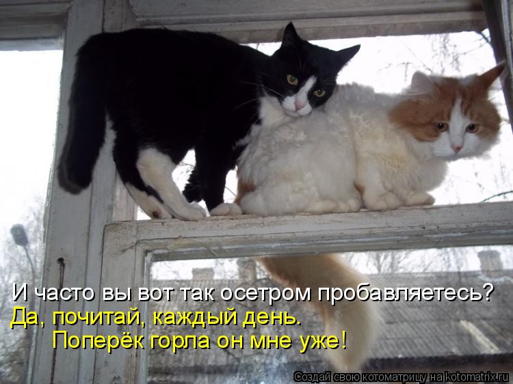 Котоматрица: И часто вы вот так осетром пробавляетесь? Да, почитай, каждый день.  Поперёк горла он мне уже!