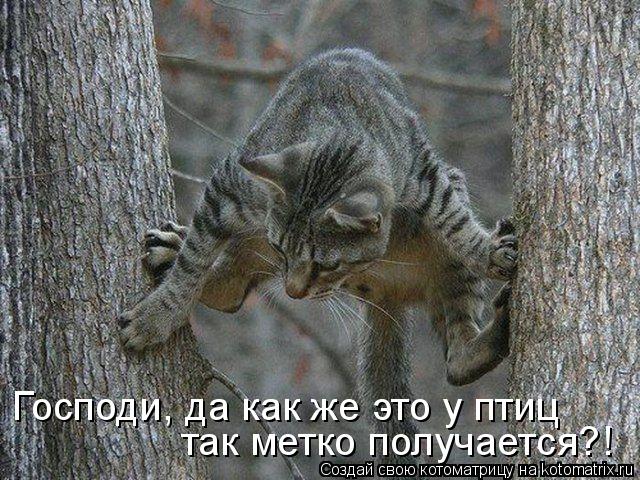 Котоматрица: Господи, да как же это у птиц  так метко получается?!