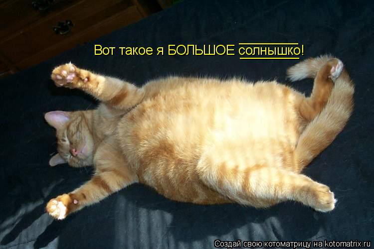 Котоматрица: Вот такое я БОЛЬШОЕ солнышко! ________ ________