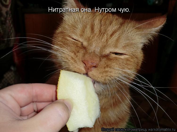 Котоматрица: Нитратная она. Нутром чую.