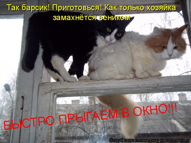 Котоматрица: Так барсик! Приготовься! Как только хозяйка  замахнётся веником БЫСТРО ПРЫГАЕМ В ОКНО!!!