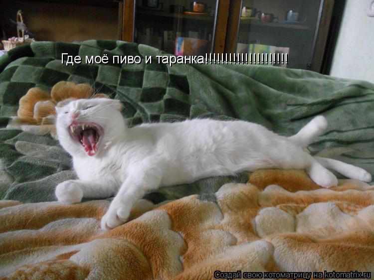 Котоматрица: Где моё пиво и таранка!!!!!!!!!!!!!!!!!!!!!