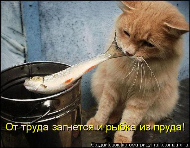 Котоматрица: От труда загнется и рыбка из пруда!