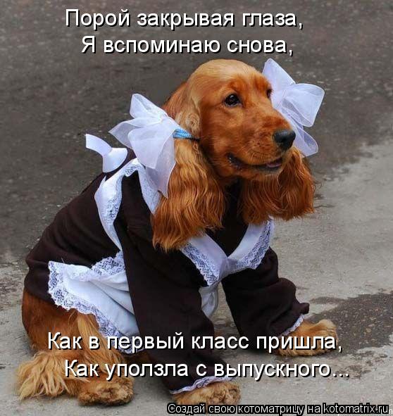 Котоматрица: Порой закрывая глаза, Я вспоминаю снова, Как в первый класс пришла, Как уползла с выпускного...