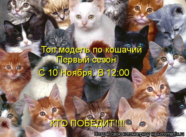 Котоматрица: Топ модель по кошачий Первый сезон С 10 Ноября. В 12:00 КТО ПОБЕДИТ!!!!