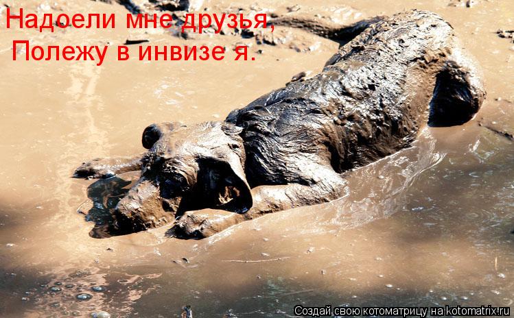 Котоматрица: Надоели мне друзья, Полежу в инвизе я.