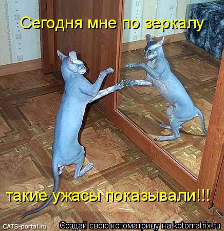Котоматрица: такие ужасы показывали!!! Сегодня мне по зеркалу
