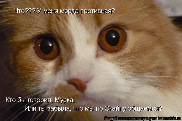 Котоматрица: Что??? У меня морда противная? Кто бы говорил, Мурка... Или ты забыла, что мы по Скайпу общаемся?