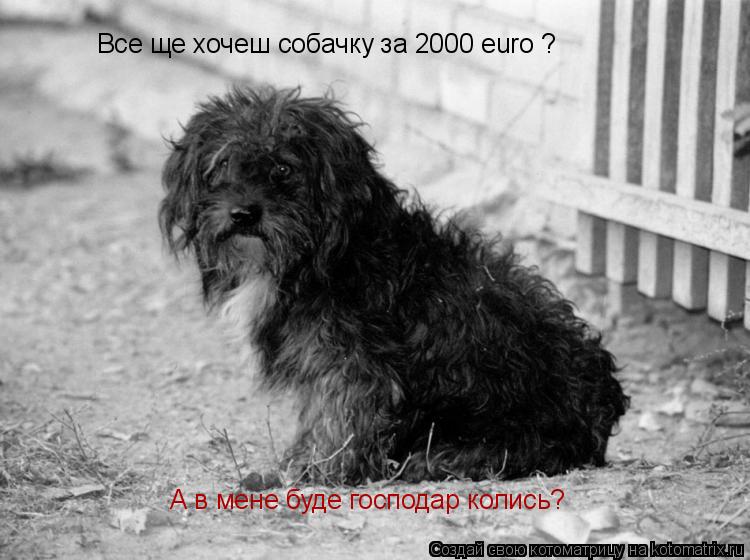 Котоматрица: Все ще хочеш собачку за 2000 euro ? А в мене буде господар колись?