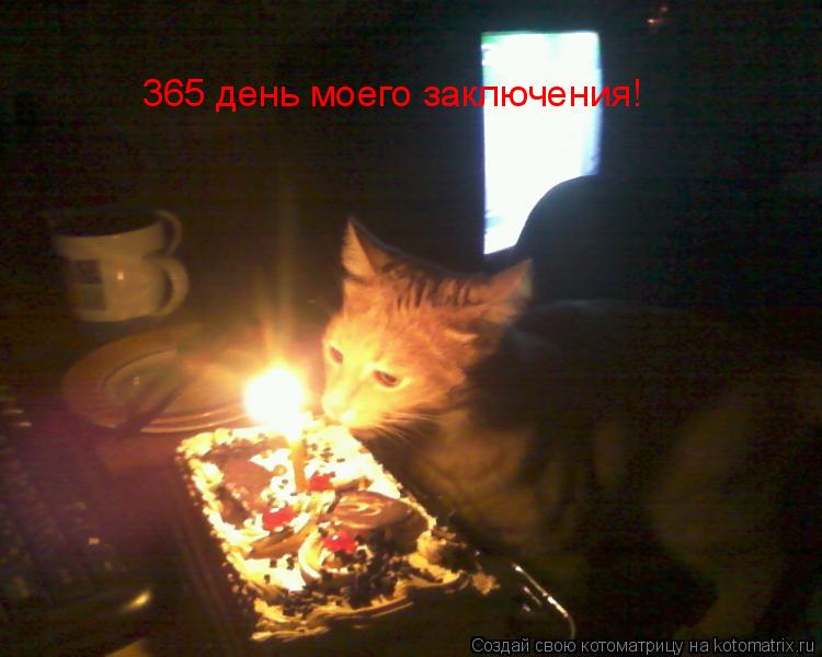 Котоматрица: 365 день моего заключения!