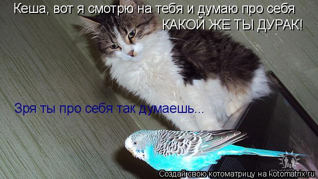Котоматрица: Кеша, вот я смотрю на тебя и думаю про себя КАКОЙ ЖЕ ТЫ ДУРАК! Зря ты про себя так думаешь...
