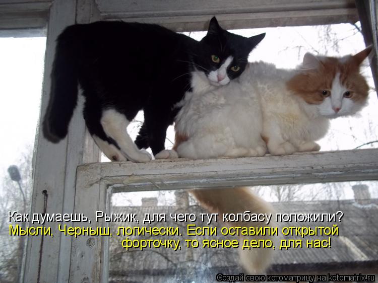 Котоматрица: Как думаешь, Рыжик, для чего тут колбасу положили? Мысли, Черныш, логически. Если оставили открытой форточку, то ясное дело, для нас!