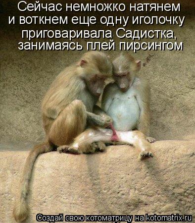 Котоматрица: Сейчас немножко натянем и воткнем еще одну иголочку приговаривала Садистка, занимаясь плей пирсингом