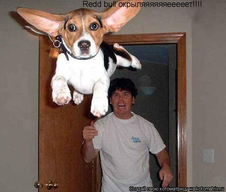Котоматрица: Redd bull окрыляяяяяяееееет!!!!